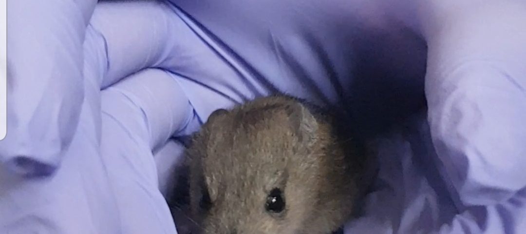 juvenile mosaic-tailed rat
