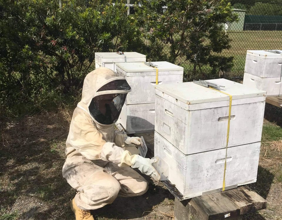 Bee keeper monitoring hives