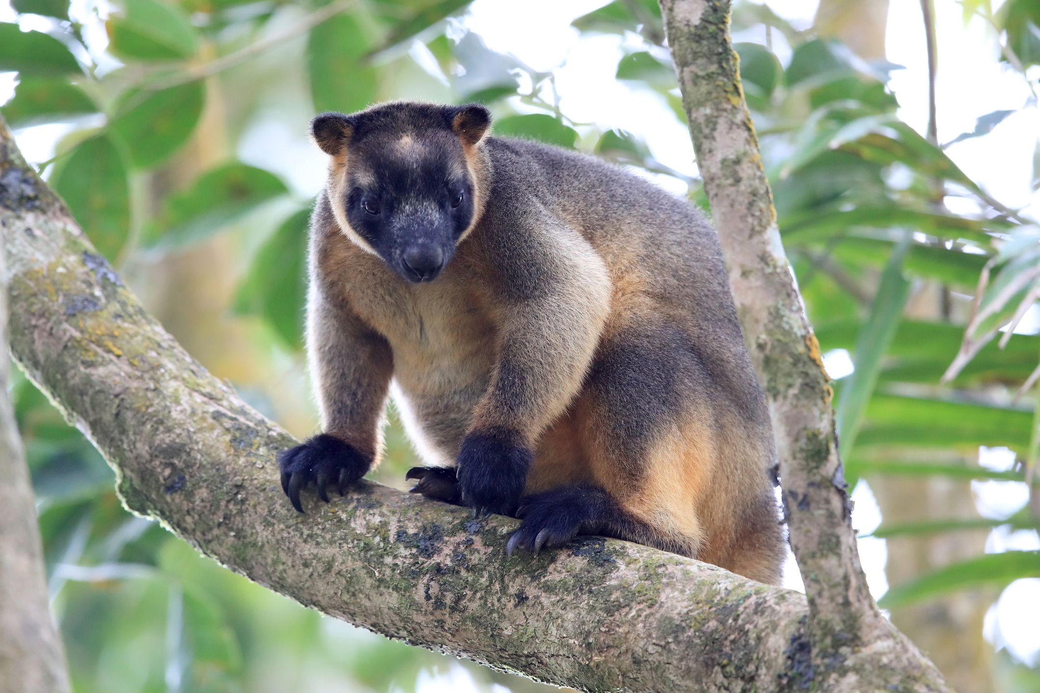 Tree kangaroo sitting high in the rainforest canopy