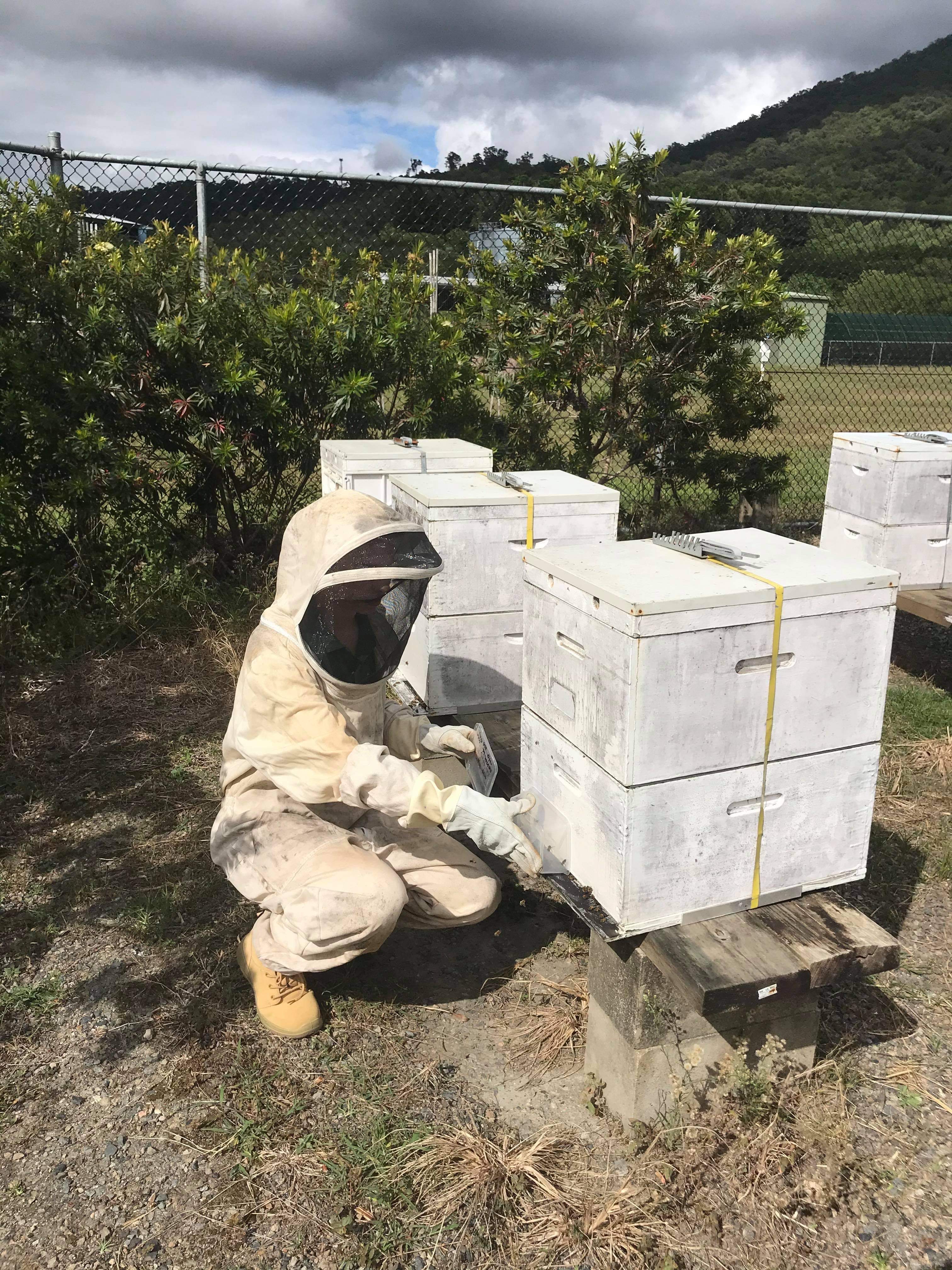 person in bee keeping suit attending to hives