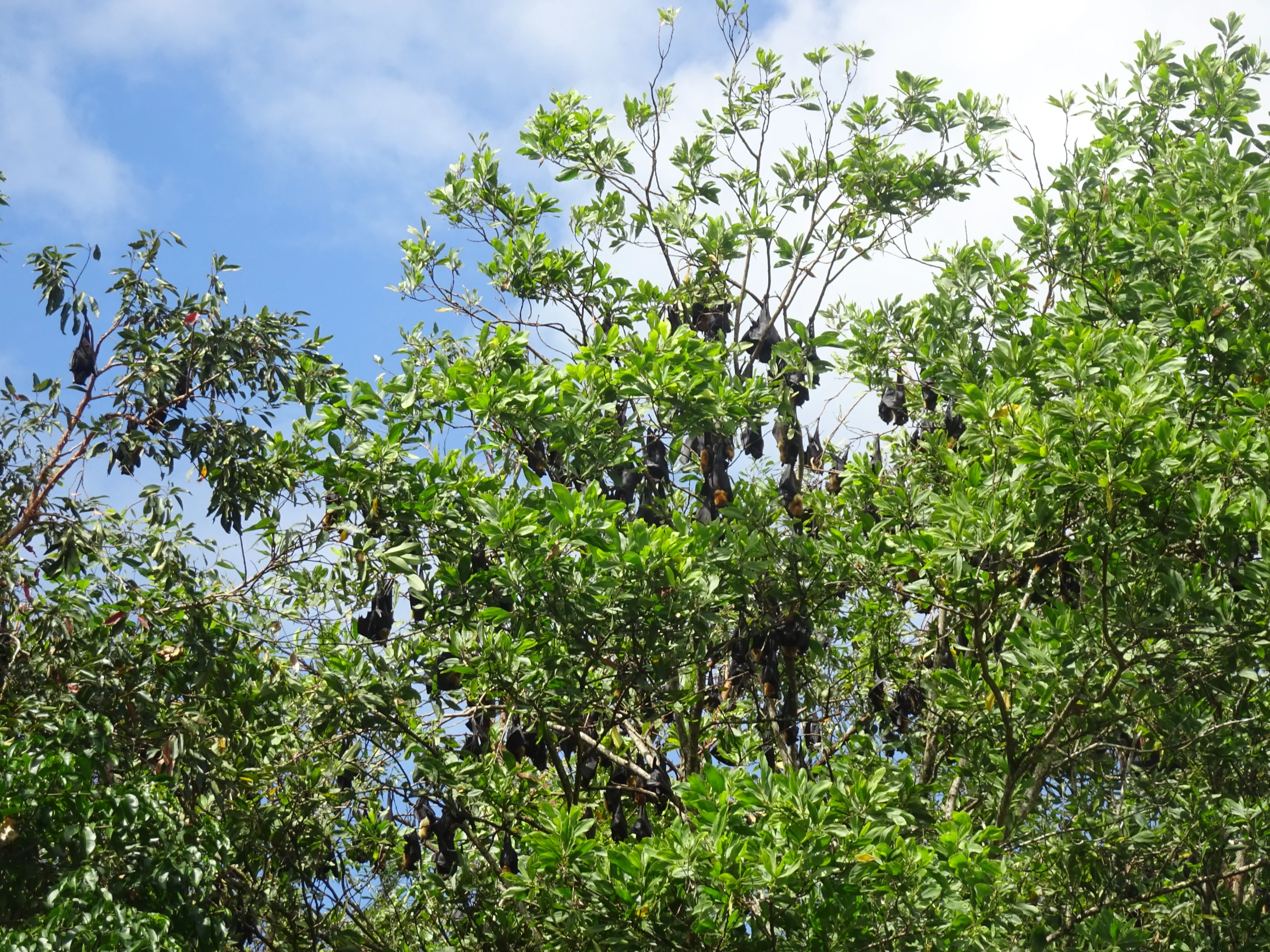 a collection of spectacled flying-foxes roosting in a tree at El Arish with blue sky and clouds in the background