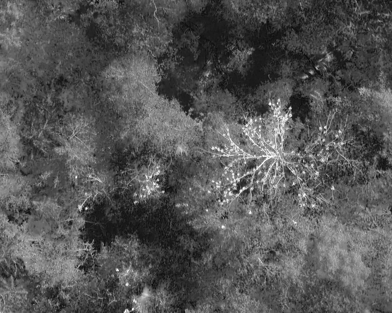 a thermal image captured by the drone showing spectacled flying-foxes as bright hot spots against the cooler, darker vegetation