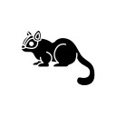 Yellow bellied Glider